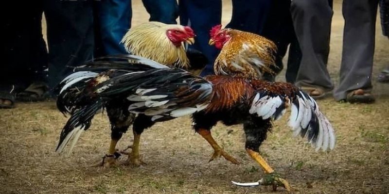 Sơ lược về loại hình đá gà cựa dao 