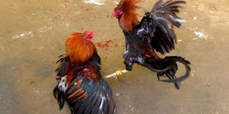 Theo dõi trận và phân tích kỹ thuật chiến kê