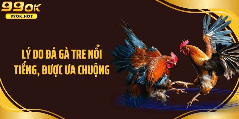 Lý do đá gà tre nổi tiếng, được ưa chuộng
